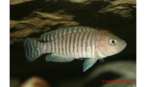 Neolamprologus multifasciatus